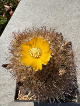 Parodia mutabilis